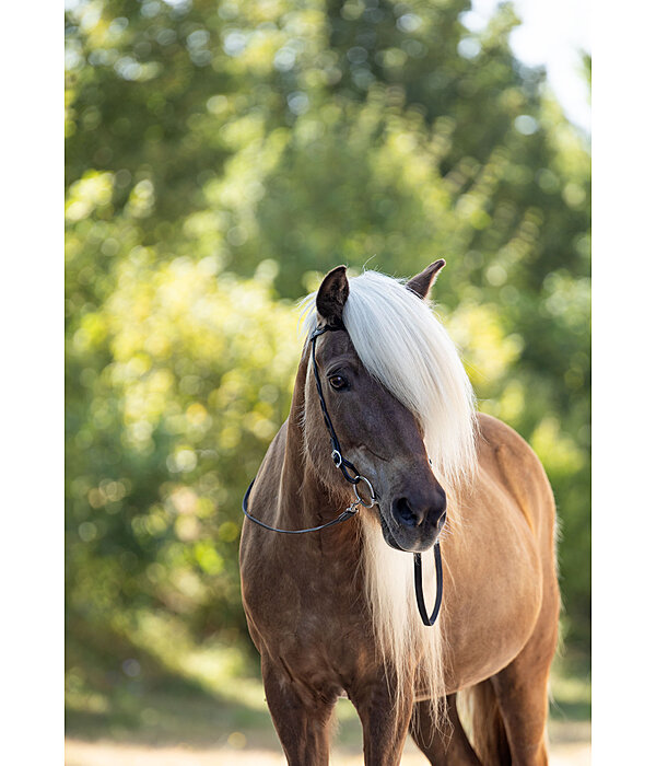 Iceland Headstall Roka