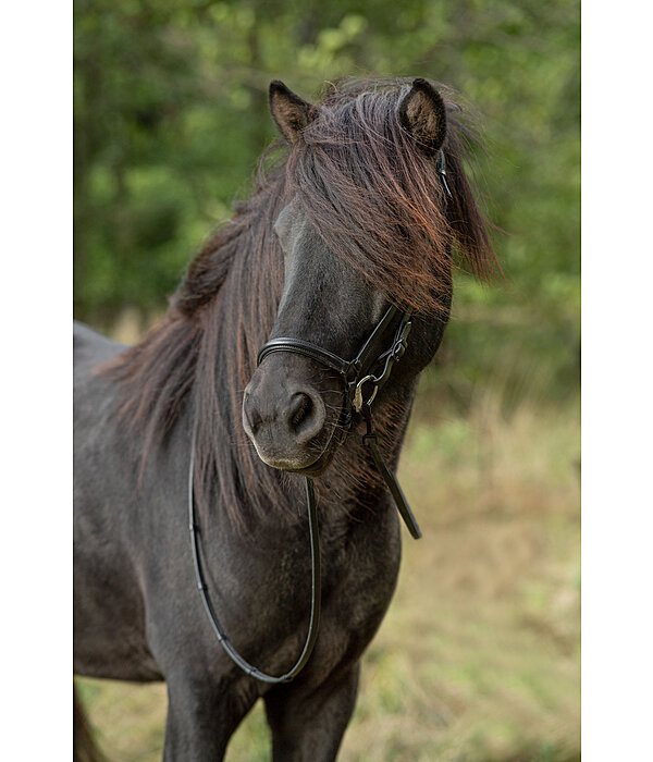 Drop Noseband Eldur