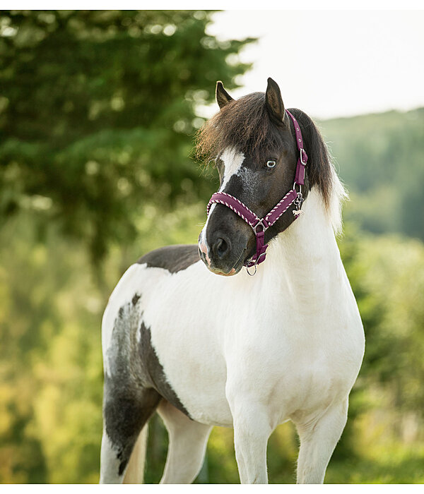 Headcollar Dagur