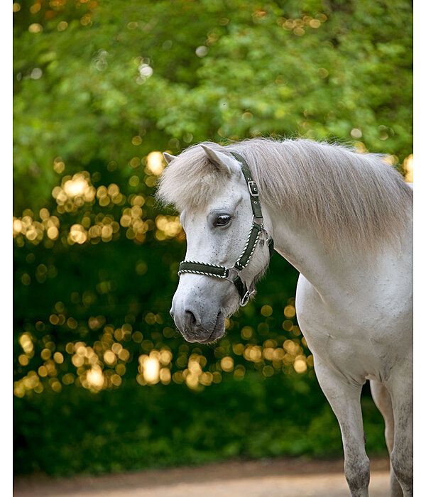 Headcollar Dagur