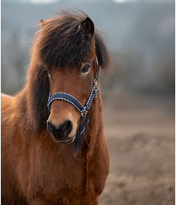Headcollar Dagur