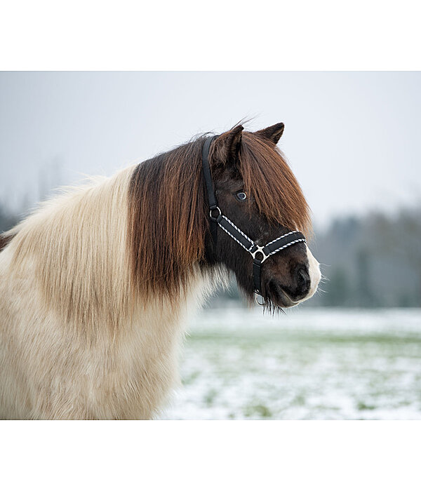 Headcollar Dagur