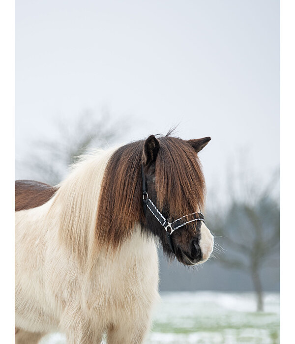 Headcollar Dagur