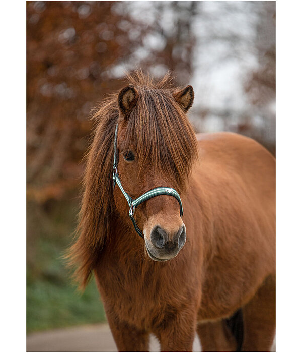 Headcollar Floki