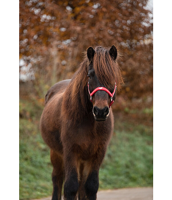 Headcollar Floki