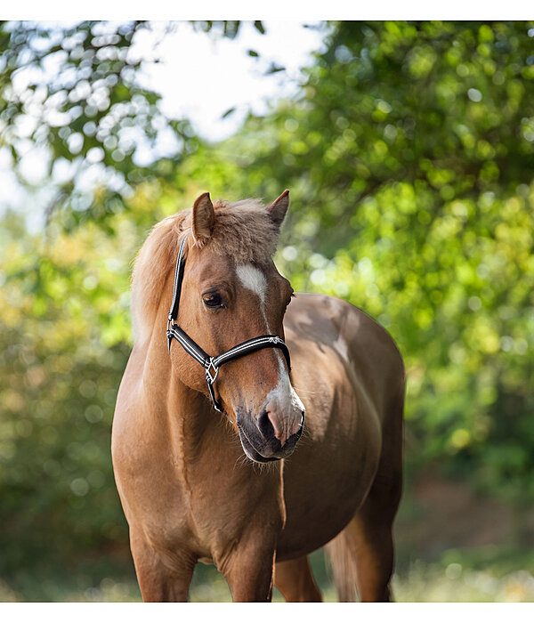 Headcollar Floki