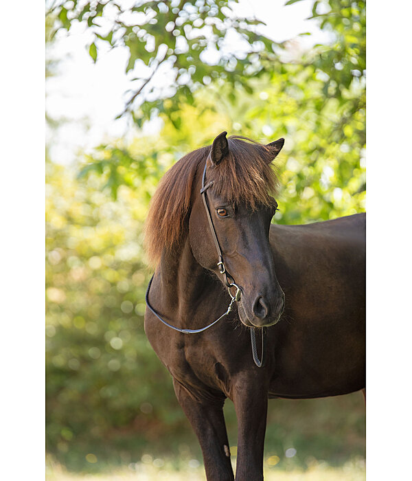 Headstall Bjarni