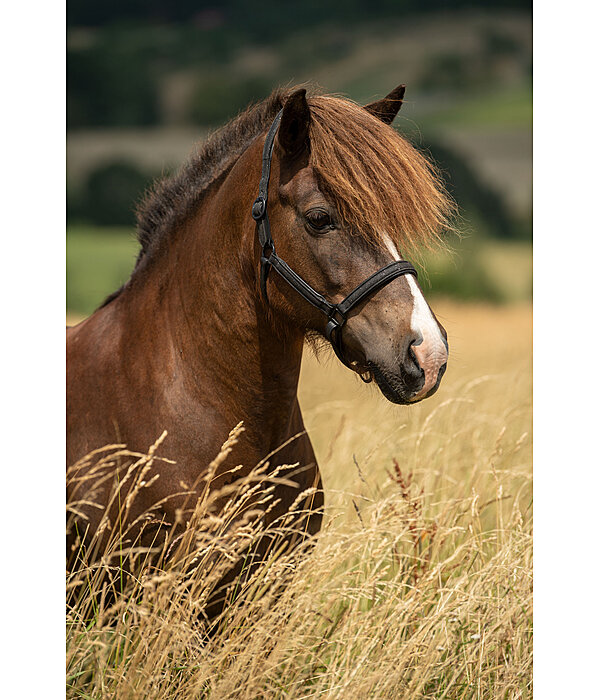 Leather Headcollar Blika