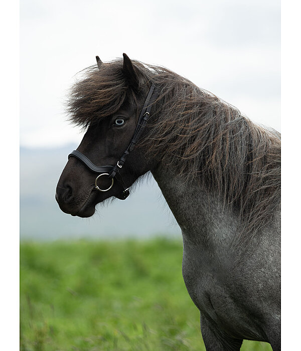 Anatomical Noseband Leikur