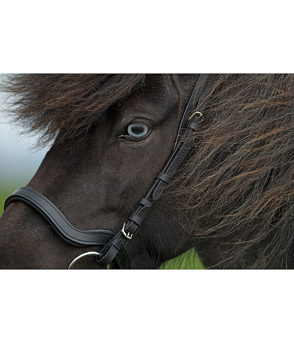 Anatomical Noseband Leikur