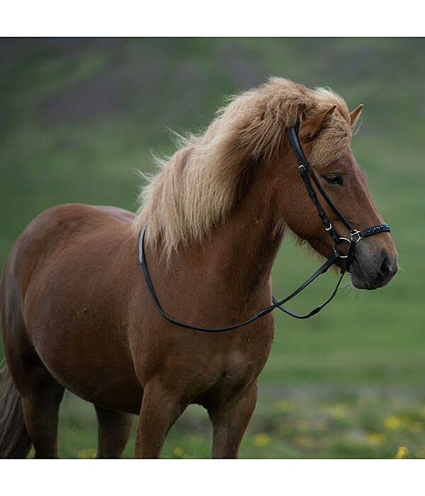 Drop Noseband Skína