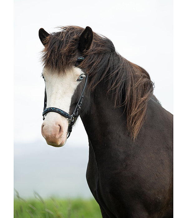 Drop Noseband Skína