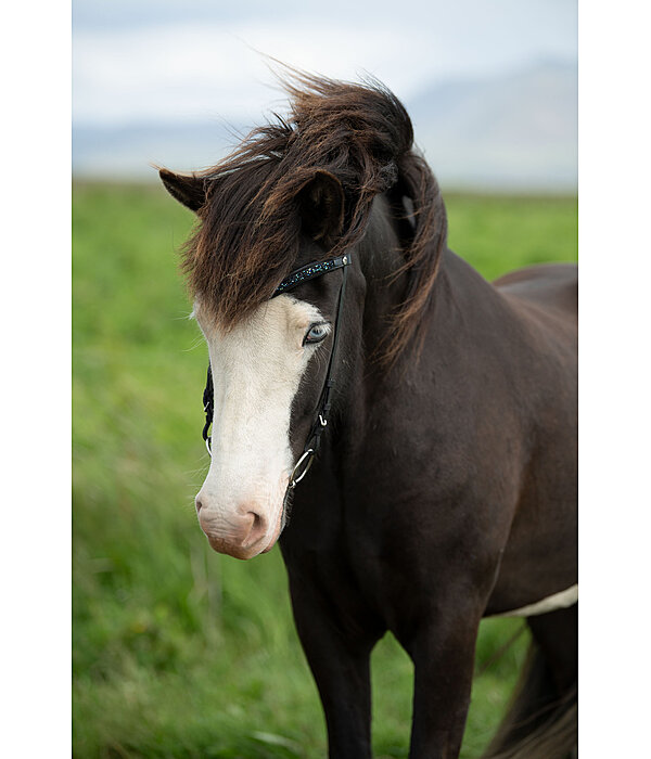Browband Skna