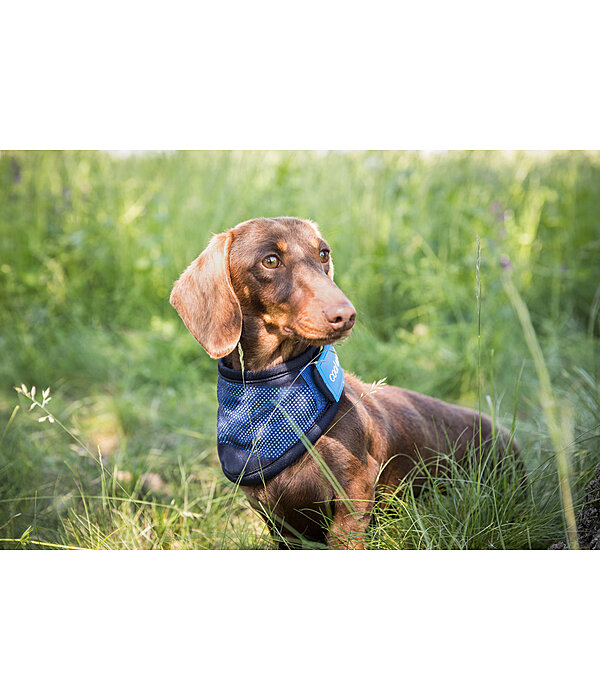 Cool on Track Dog Bandana