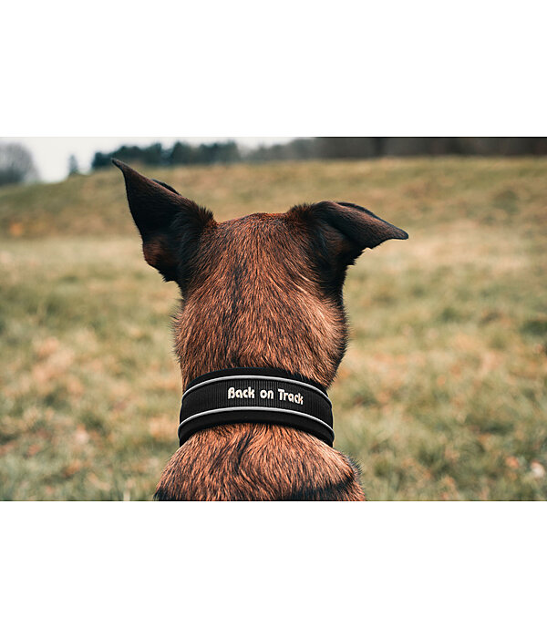 Pull Stop Dog Collar Charlie