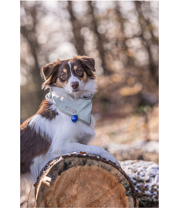 Reflective Neck Scarf for Dogs