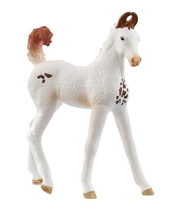 Marwari Foal
