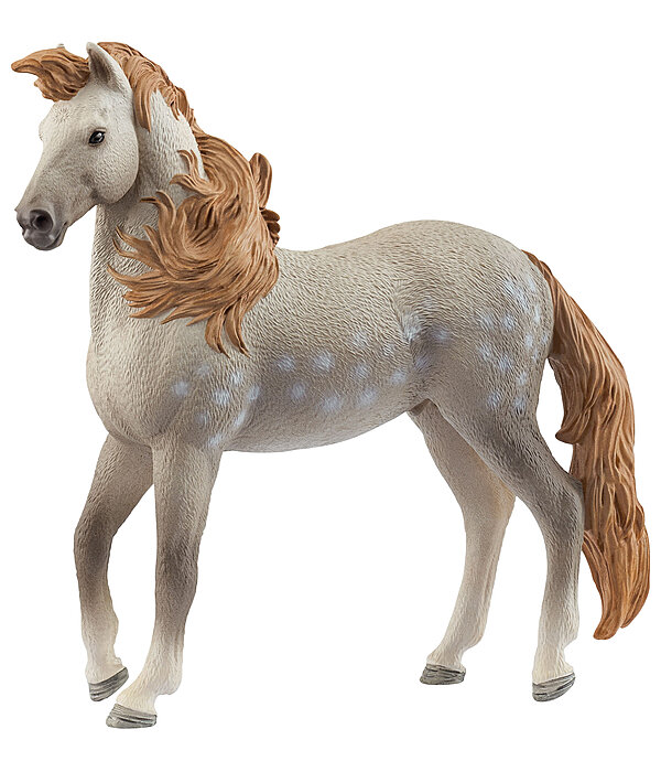 Andalusian Stallion