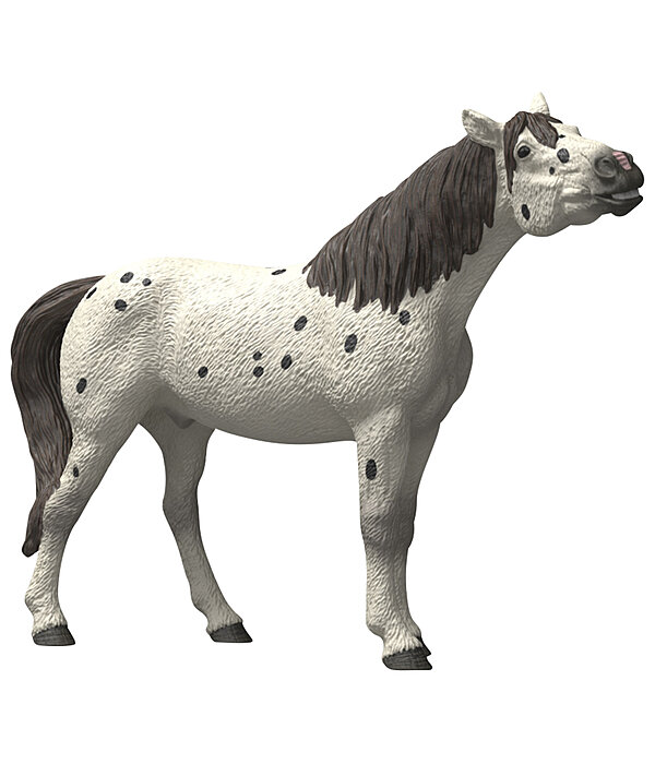 Knabstrupper Gelding